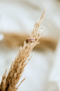 The Bridge Ring